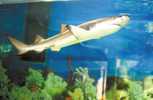 柠檬鲨长得快花费多 愁煞女主人