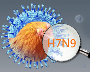 高温能杀死禽肉中的h7n9病毒吗?