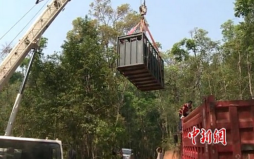 普洱重建白犀牛种群 恋爱中的犀牛 先 出笼 (图