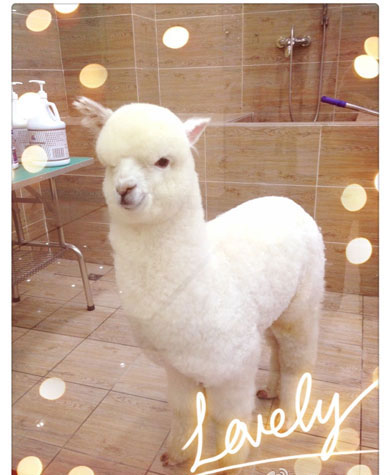 重庆宠物店开卖羊驼一只8.8万 还有鲨鱼卖