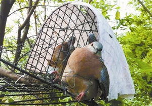 捕鸟者这样用鸟笼和铁丝网抓获斑鸠.