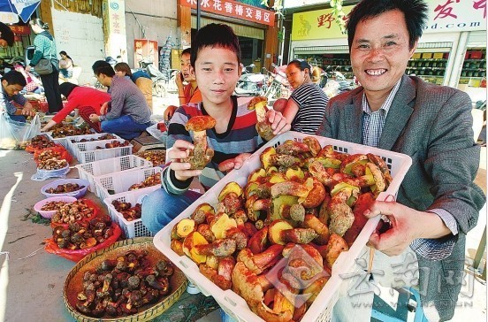 随着云南进入雨季 又到菌子飘香时