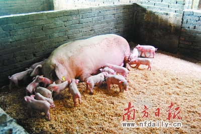 男人去势_弹力去势器_去势手术_男性去势手术图片 ...