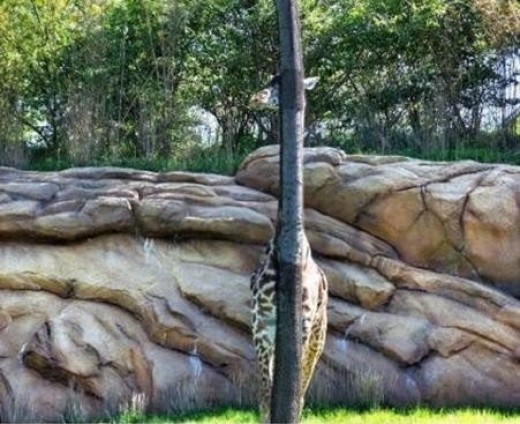 【独家】韩国网络热图:隐身术大师长颈鹿 还