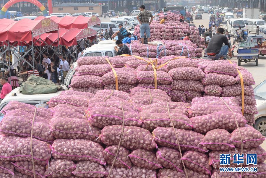 河南中牟:大蒜大量滞销 价格低至0.5元一斤