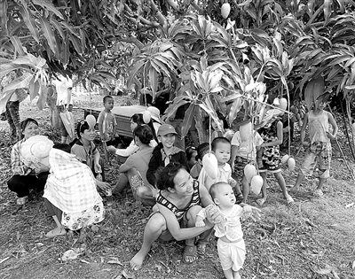 海南芒果炙手可热