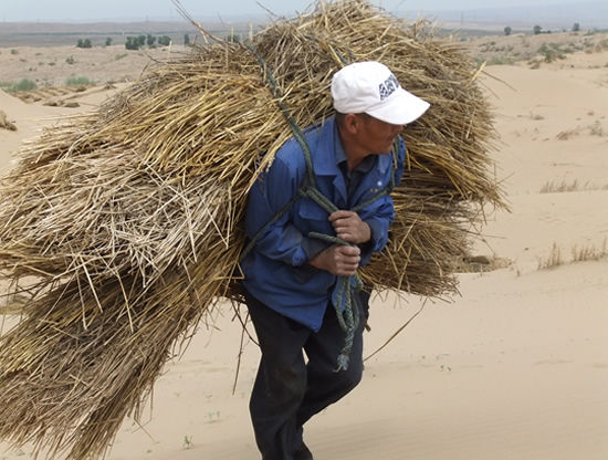沙漠上扎草方格的两兄弟