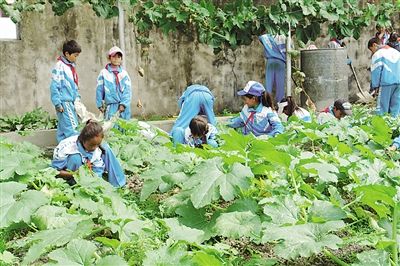 乃东县昌珠镇完小的小学生们在温室里体验职业