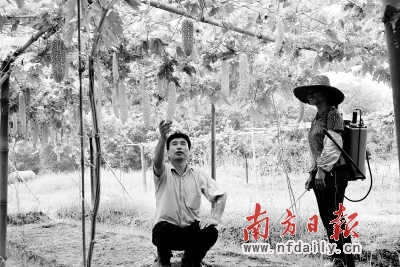 直接对接市场 粤北蔬菜走进香港超市