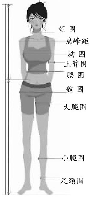 女性身材指标