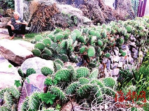 仙人掌看家护院 河南一小村60年来无盗窃