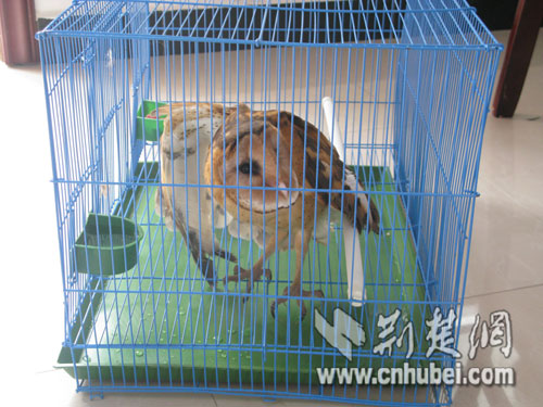 武汉新洲区野保站发现救助珍稀野禽猴面鹰(图