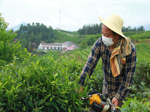 竹山县秦古镇组织茶叶技能培训