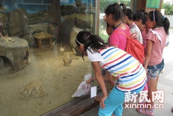 耳廓狐入住野生动物园 精灵大耳惹人爱