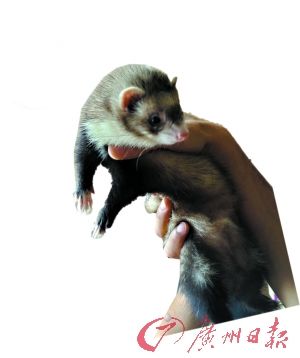 貂宠小记 柔若无骨的武林萌主_资讯频道_凤凰