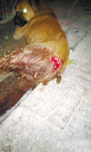 流浪狗找吃的 被人砍断肠子