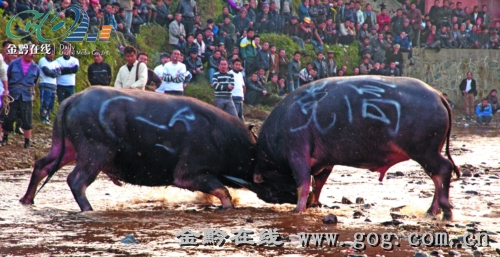 雷山吃新节文体活动丰富多彩