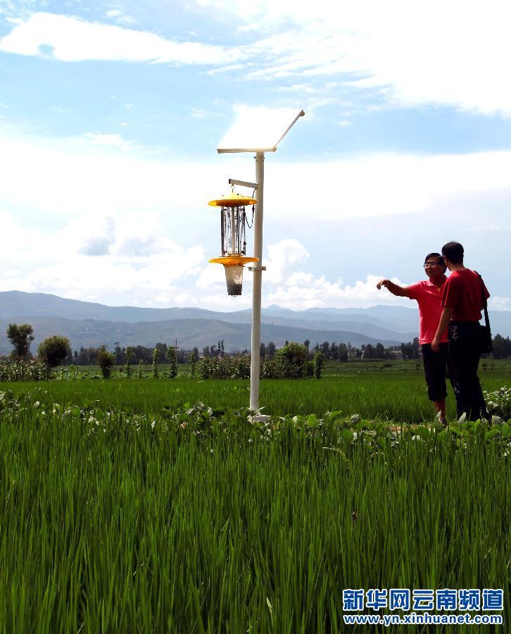 云南巍山水稻绿色防虫效果好