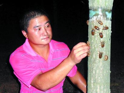 农民瞅准市场养知了猴 一夏收入七八十万(图)