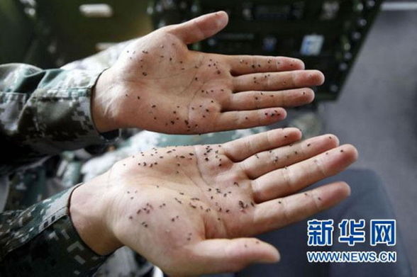 新疆边防连3天灭蚊6.5公斤 一巴掌拍死56只蚊