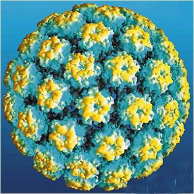 全球每年50万女性感染HPV病毒 疫苗已在中国