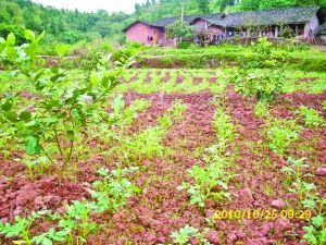 陈渝:隆鑫和我们一起铺建致富路_资讯频道_凤