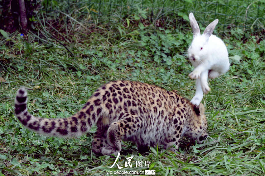 2013年9月10日，山东青岛森林野生动物世界小白兔跳起避开幼豹的追逐。俞方平/图片来源：人民图片版权作品、请勿转载