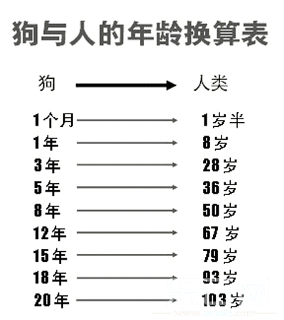 每天背着狗狗散步 一背就是18年