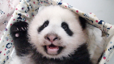 赠台熊猫宝宝圆仔睡饱 超萌宣传活动