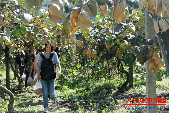 国庆节假期到汶川三江采猕猴桃、沿江漂流