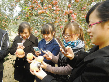 丰县红富士苹果减产没涨价