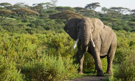 坦桑尼亚政府官员建议:应当场处死大象偷猎者