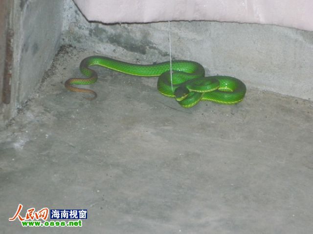 海口:1米长竹叶青蛇深夜造访居民家中(图)