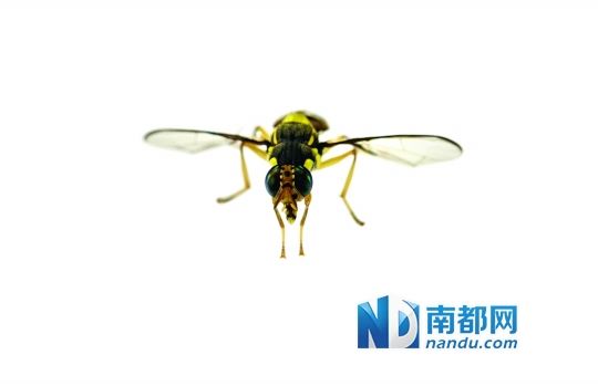 红火蚁特写。 南都记者 谭庆驹 摄 南都讯 记者阳广霞 广州市番禺一小学女生在学校操场被蚂蚁咬伤,罪魁祸首是入侵生物红火蚁。它自卫时可以喷射毒汁,多蚁后繁殖能力强,喜爱草皮苗木,还喜欢薯条。诱、毒、培育天敌,广东的科学家们正想尽各种办法来对付它。 为防红火蚁 省政府拟预案 咬人的蚂蚁很少,红火蚁就是一种。红火蚁原分布于南美洲巴拉那河流域,广东最早是2005年在吴川发现,现已在广东各地扩散。 论长相,它和其他蚂蚁有些微差别。论爱好,广东省农科院植物保护研究所吕利华博士的研究调查发现,红火蚁酷爱苗木