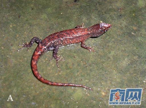 广东车八岭新发现41个物种其中省新纪录4种