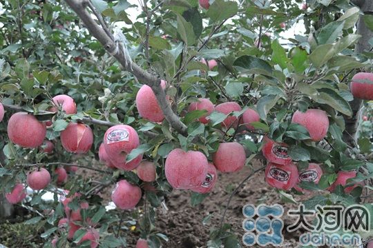 三门峡苹果财富大会陕县举行二仙坡苹果满枝头