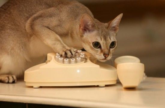 猫咪救助热线电话 e4de2c2ee3ad8302cc1777baa68e7e29.jpg