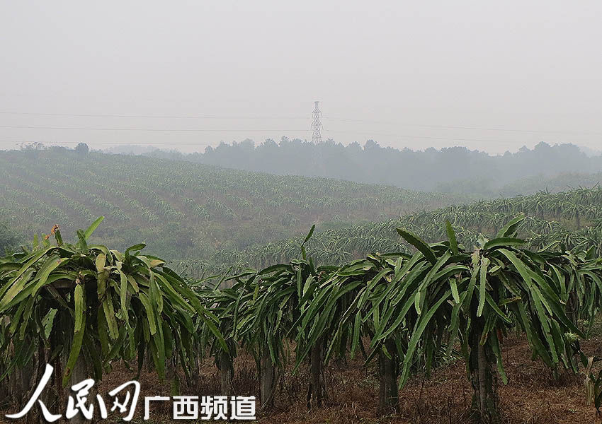 钦州建成全国最大火龙果产业基地 打造火红产