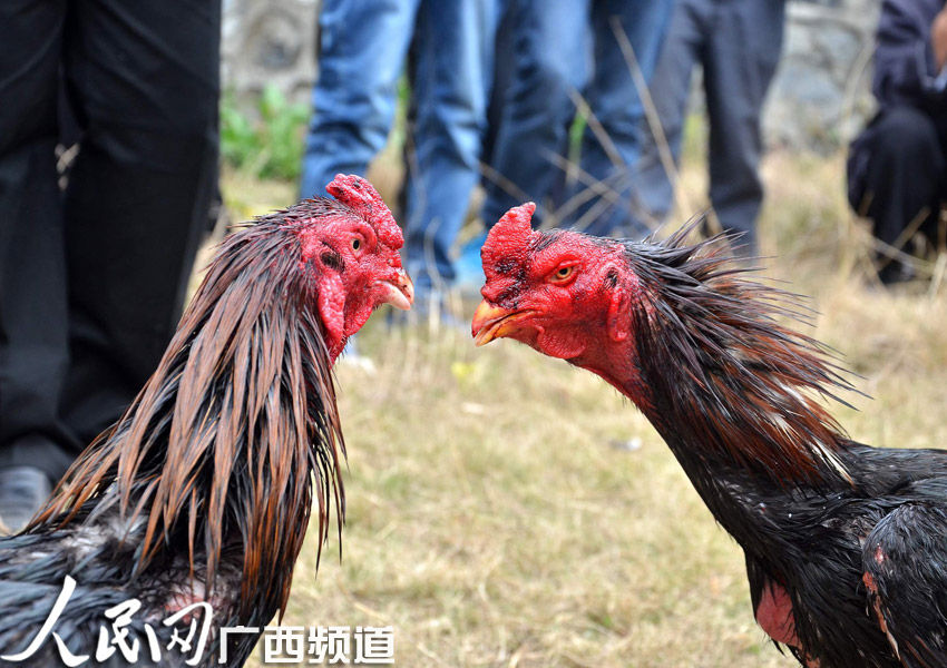 2012年3月25日,广西民间武鸣县在体育场舞龙壮乡器材出租v民间,让观众斗鸡传统举办图片