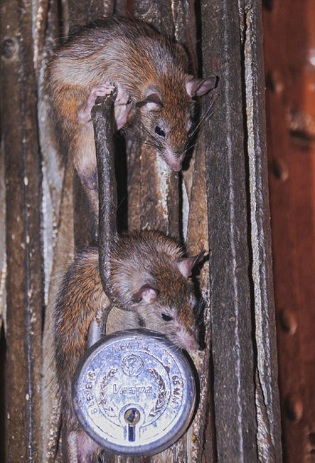 印度神庙供奉2万只老鼠 信徒每日向其送贡品朝