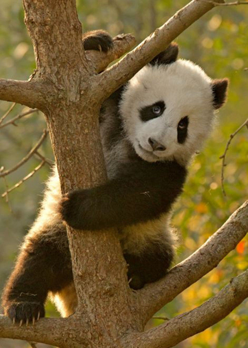 这些熊猫宝宝只有几个月大,饲养员已经开始教它们爬树。(网页截图) 国际在线专稿:据英国《每日邮报》2月20日报道,相对于喜欢睡懒觉、吃嫩竹的熊猫宝宝来说,学习爬树似乎并不容易。摄影师在四川成都养殖与研究中心抓拍到14个熊猫宝宝学习爬树的萌态,看着它们气喘吁吁的样子,让人心生怜爱。(沈姝华)