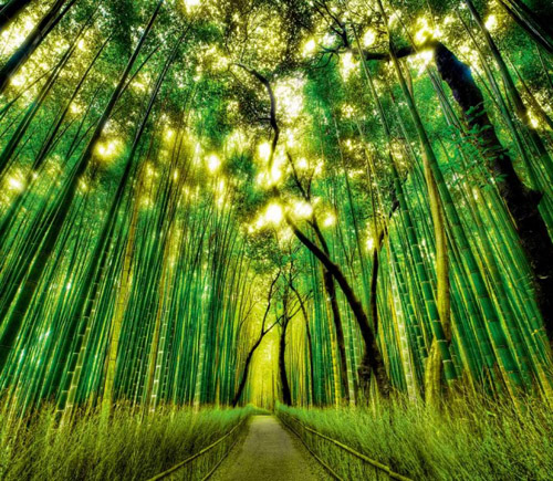 拿起相机,拍下这个治愈心灵的夏天,看看怎样才能把绿色拍得更加通透