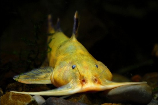 会计师的原生鱼拍摄计划_科技频道_凤凰网