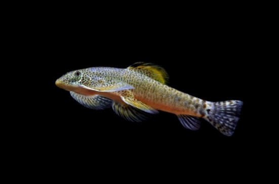 会计师的原生鱼拍摄计划