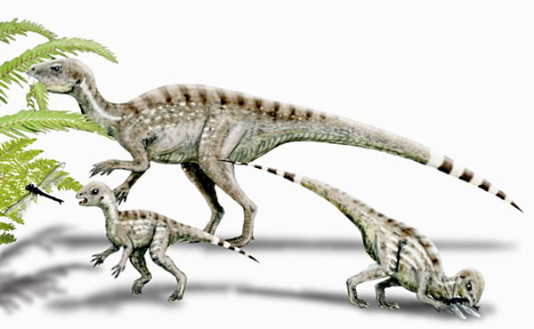 畸齿龙(heterodontosaurus)复原图(uux.cn)