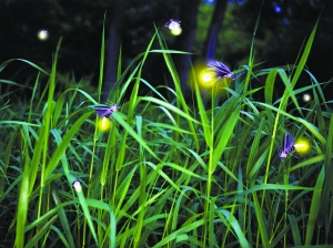 诺丽果素清脂酶_虾青素合成途径关键酶_虫荧光素酶