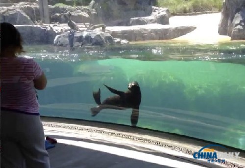 图:女孩跌倒小海狮表关切 不停观望神情焦虑