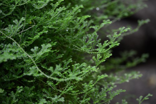 焦距:400mm　 光圈:f/5.6　 ISO感光度:800　