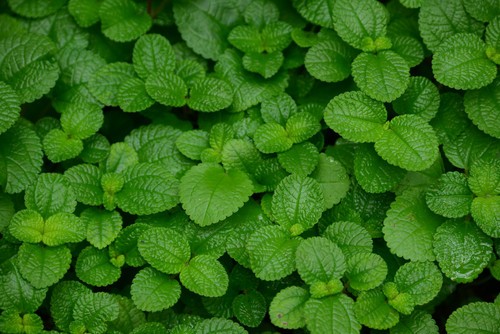 焦距:270mm　 光圈:f/5.6　 ISO感光度:800　