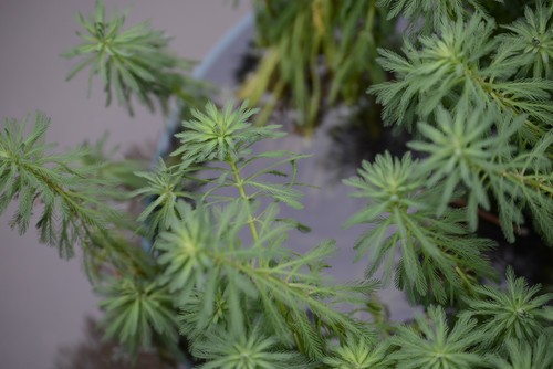 焦距:400mm　 光圈:f/5.6　 ISO感光度:500　